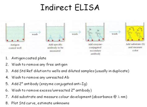 IS: Unit 1 quiz Flashcards 